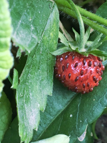 Petits bonheurs du mois de juin 2019
