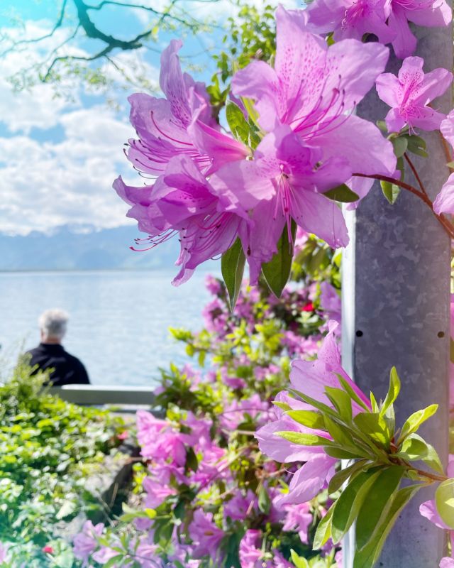 Que ce mois de mai soit rempli de douceur, de couleurs, de rire, d'aventures et de bonne humeur 🌸

#lacléman #printemps2025 #rhododendron #moisdemai #voicilemoisdemaioùlesfleursvolentauvent
