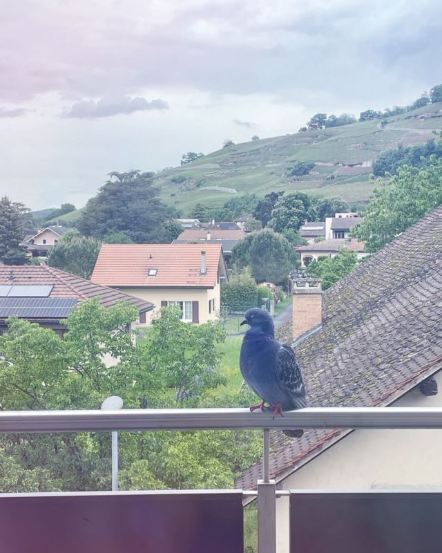 Bon, on va être honnête... c'était une vachement belle semaine 😎 une semaine de rentrée étonnamment calme au travail, mais c'était agréable 🥰 

Et puis, Ernest le pigeon est venu m'apporter du soleil jusque sur mon balcon 🤭 Et on en parle de ces magnifiques champs de colza ? Et de Luna Tuna qui prend ses aises dans le lavabo ? 🙃

Ca fait du bien de sourire à la vie 🥰

#unebellesemaine #chatdanslavabo #ernestlepigeon #gratitude #mercilavie